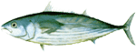かつお